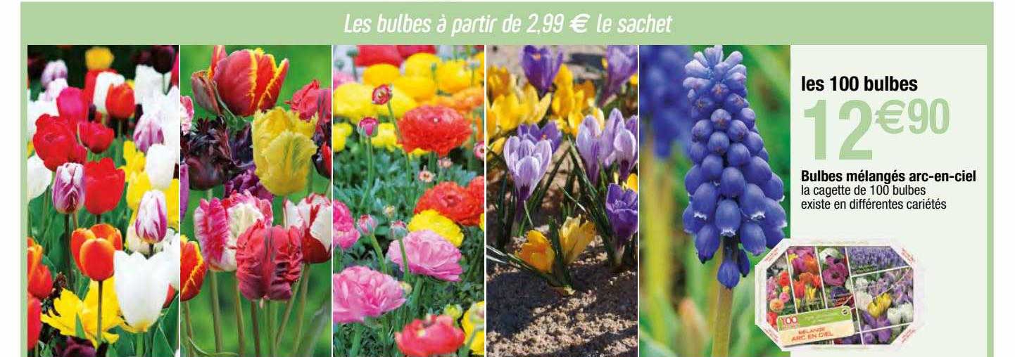 bulbes mélangés arc-en-ciel