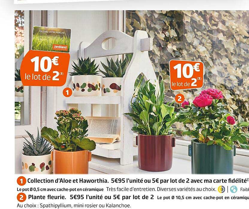 collection d'aloe et haworthia, plante fleurie