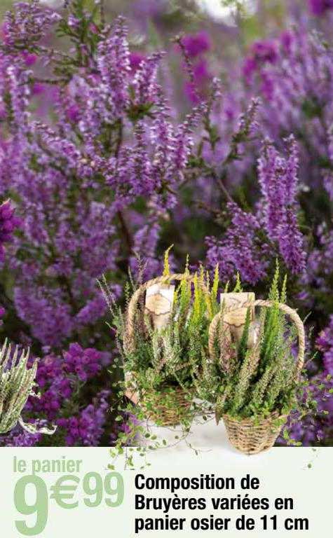 composition de bruyères variées en panier osier de 11 cm