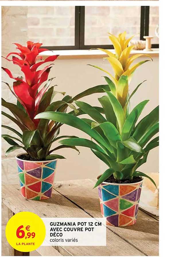 guzmania pot 12 cm avec couvre pot déco
