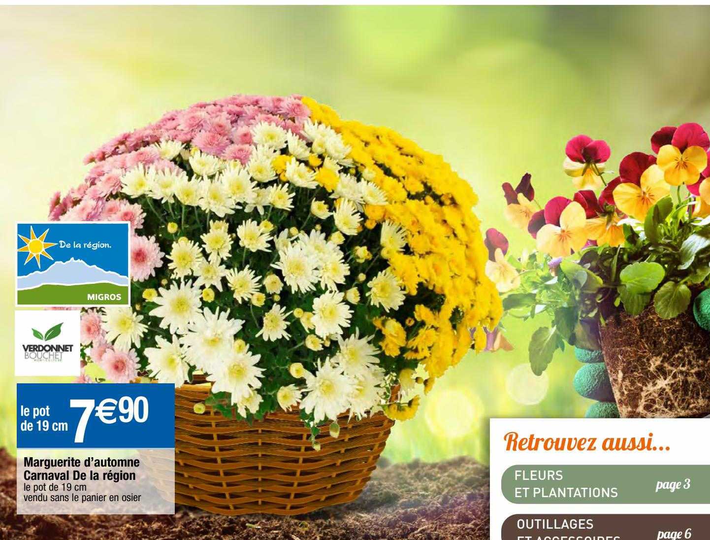 marguerite d'automne carnaval de la région verdonnet