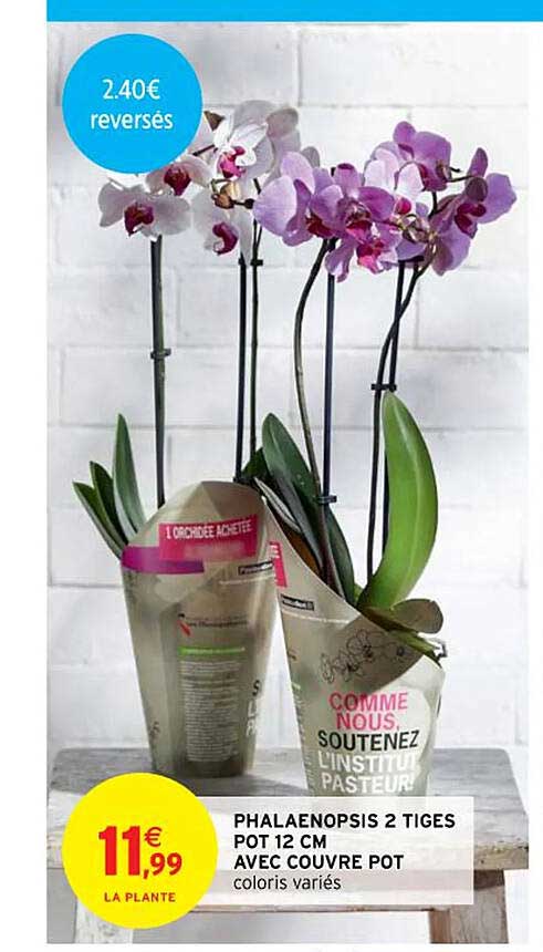 phalaenopsis 2 tiges pot 12 cm avec couvre pot