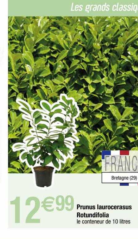 prunus laurocerasus rotundifolia