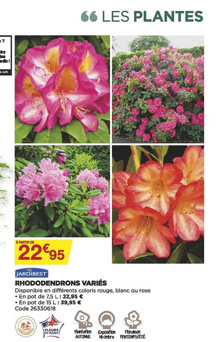 rhododendrons variés jardibest