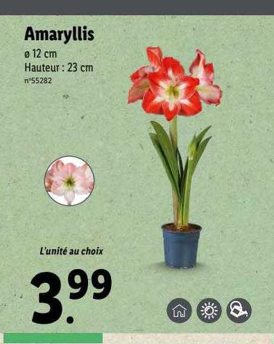 amaryllis