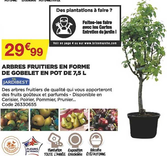 arbres fruitiers en forme de gobelet en pot de 7,5l jardibest