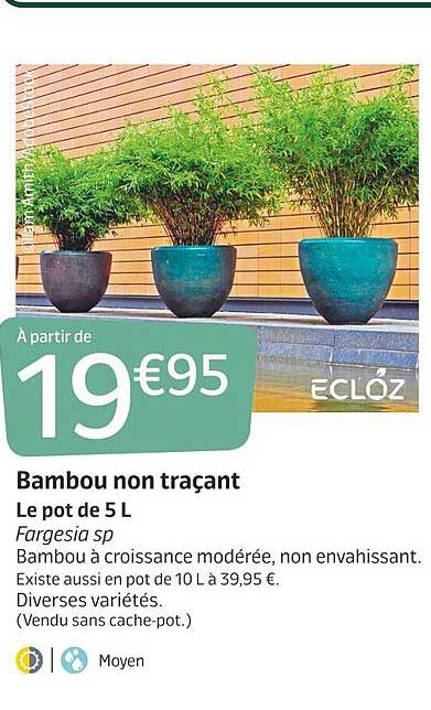 bambou non traçant ecloz