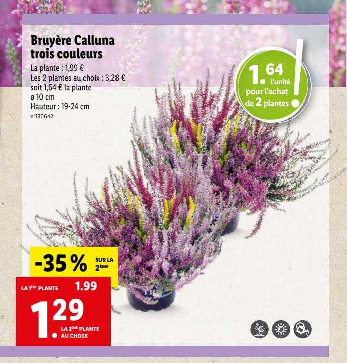 bruyère calluna trois couleurs