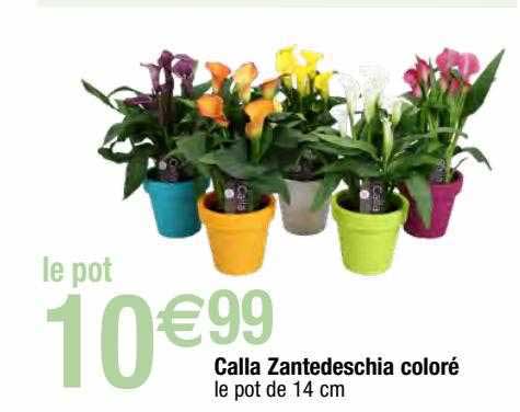 calla zantedeschia coloré