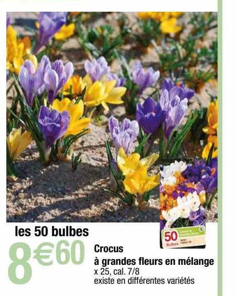 crocus à grandes fleurs en mélange