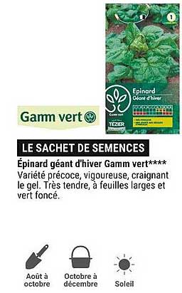 épinard géant d'hiver gamm vert
