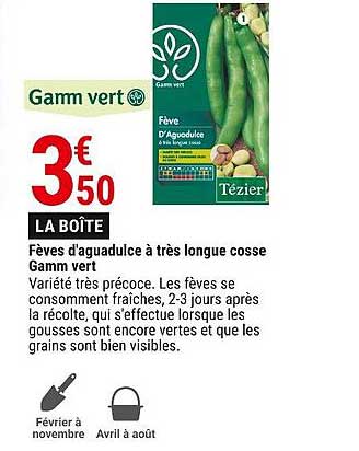fèves d'aguadulce à très longue cosse gamm vert
