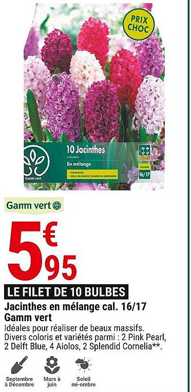jacinthes en mélange cal. 16-17 gamm vert