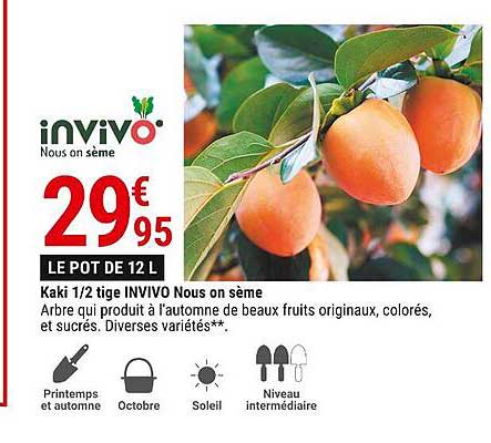 kaki 1-2 tige invivo nous on sème