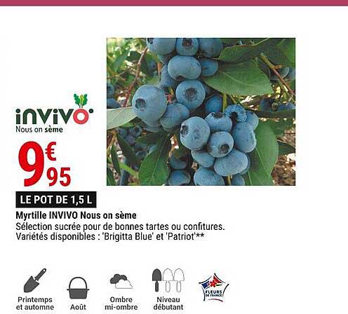 myrtille invivo nous on sème