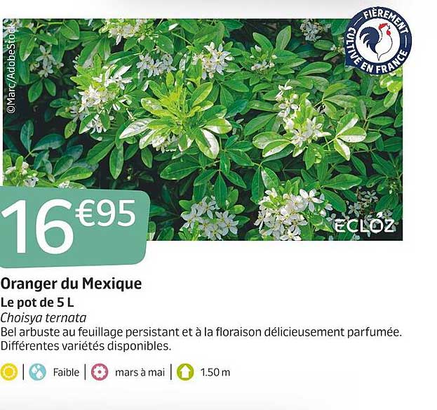 oranger du mexique ecloz
