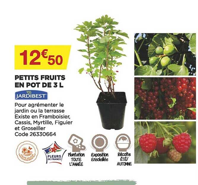 petits fruits en pot de 3l jardibest