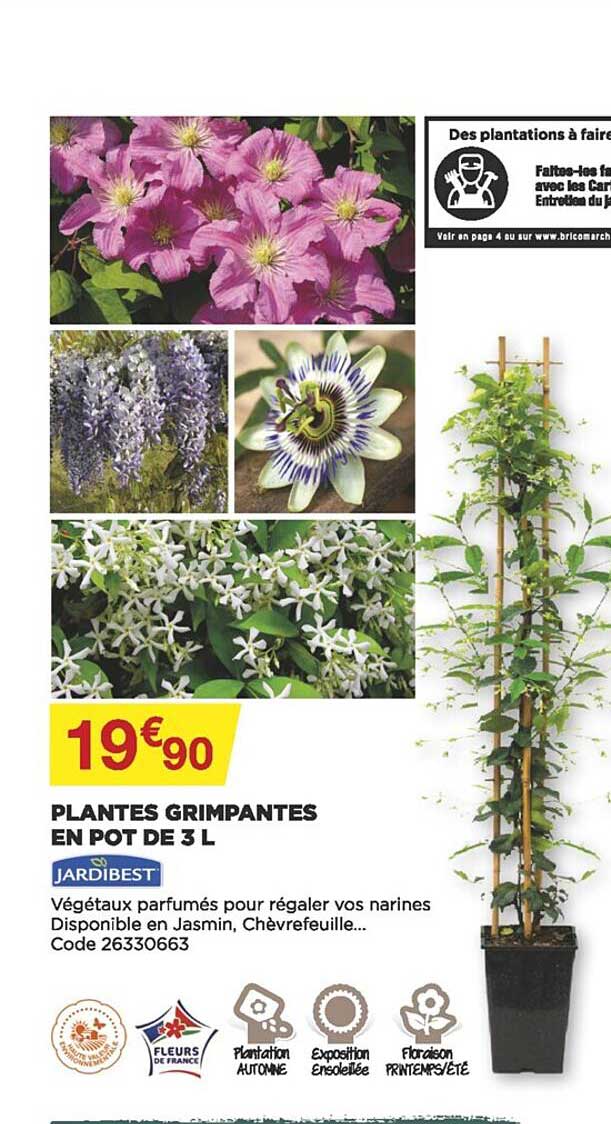 plantes grimpantes en pot de 3l jardibest