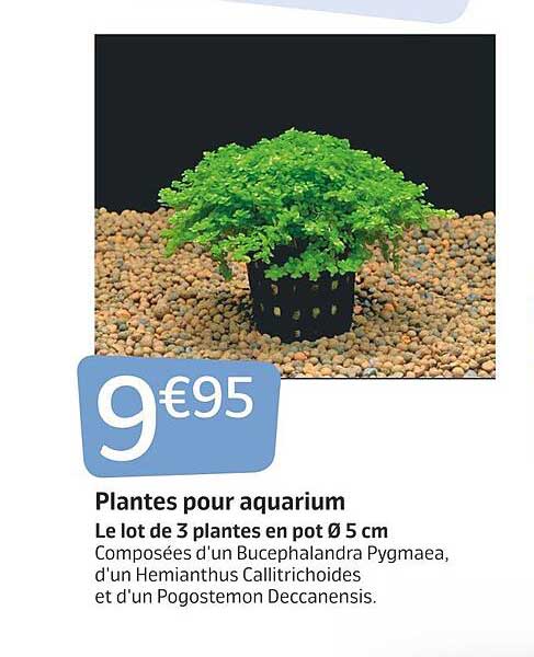 Plantes Pour Aquarium