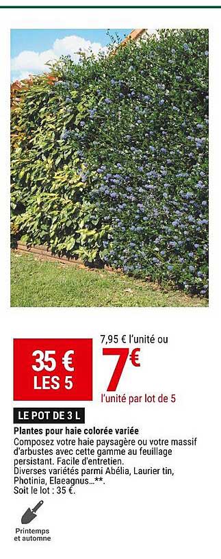 plantes pour haie colorée variée