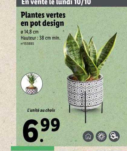 Plantes Vertes En Pot Design