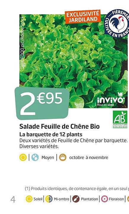 salade feuille de chêne bio invivo nous on sème