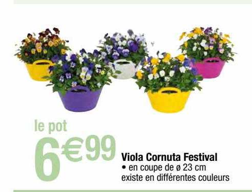 viola cornuta festival
