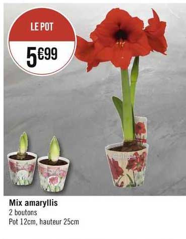 mix amaryllis