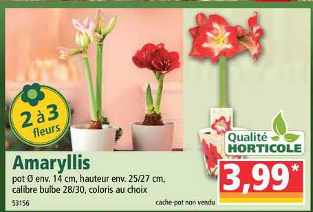 amaryllis qualité horticole