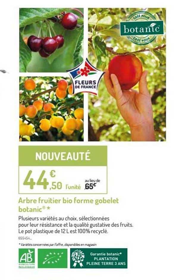 Arbre Fruitier Bio Forme Gobelet Botanic