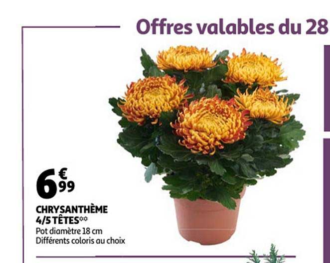 Chrysanthème 4-5 Têtes