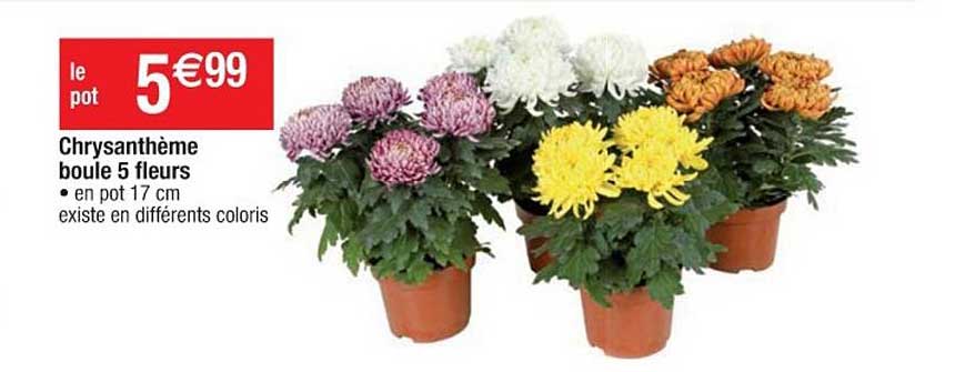 Chrysanthème Boule 5 Fleurs