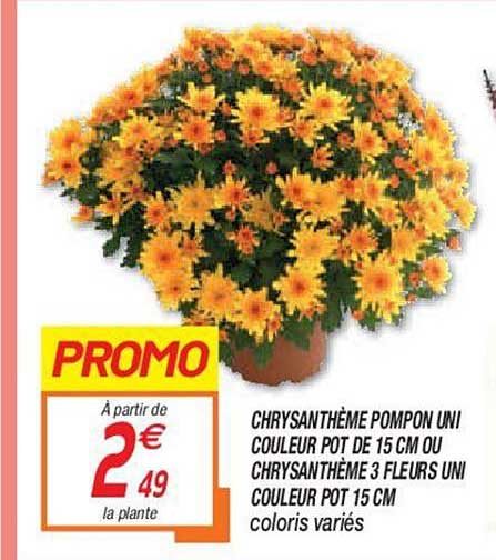 Chrysanthème Pompon Uni Couleur Pot De 15 Cm Ou Chrysanthème 3 Fleurs Uni Couleur Pot 15 Cm