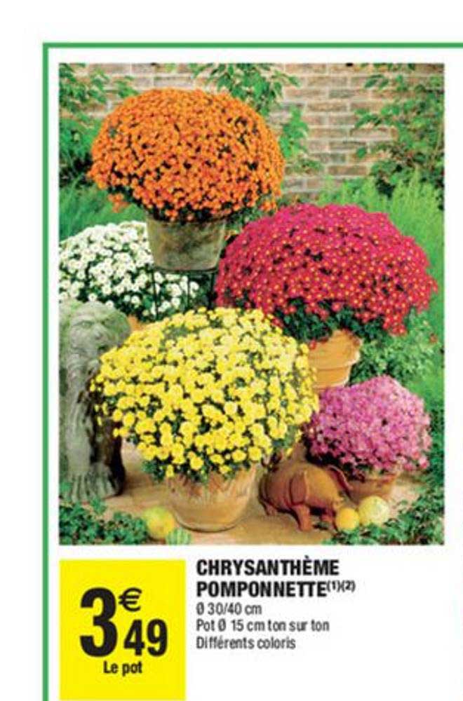 Chrysanthème Pomponnette