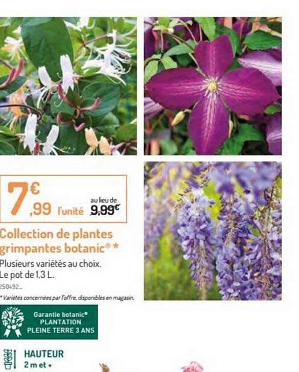 collection de plantes grimpantes botanic