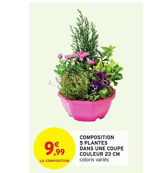 composition 5 plantes dans une coupe couleur 23 cm