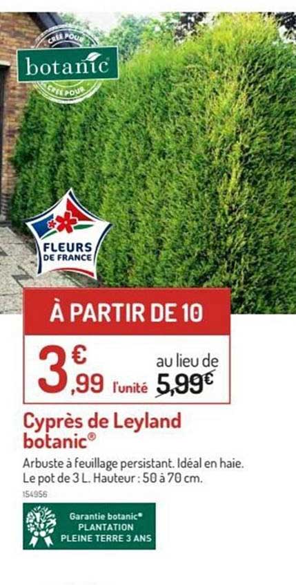cyprès de leyland botanic