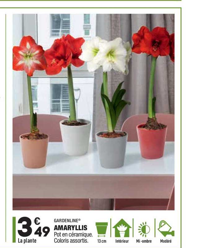 gardenline amaryllis