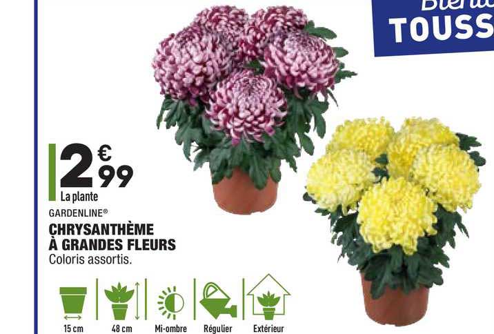 gardenline chrysanthème à grandes fleurs