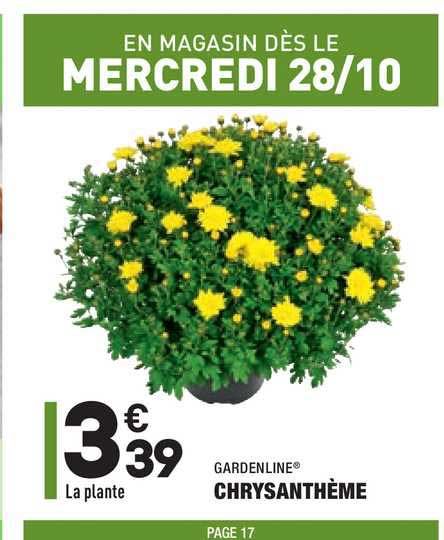 Gardenline Chrysanthème