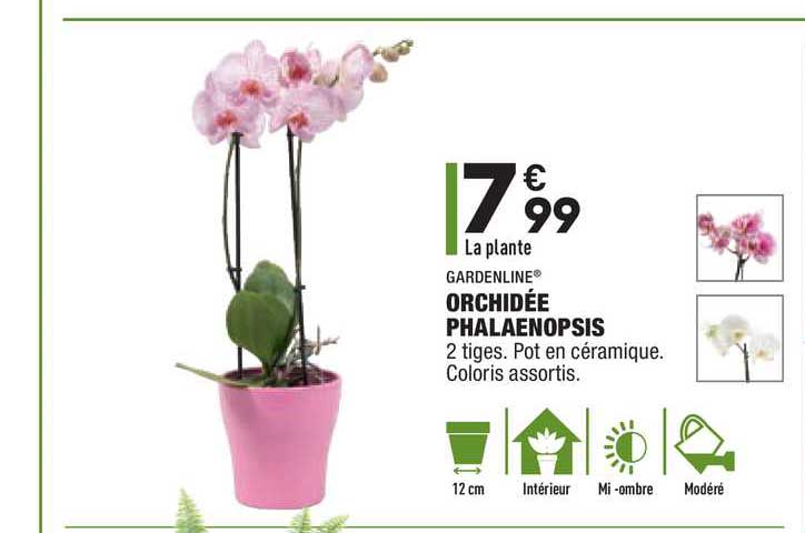 Gardenline Orchidée Phalaenopsis
