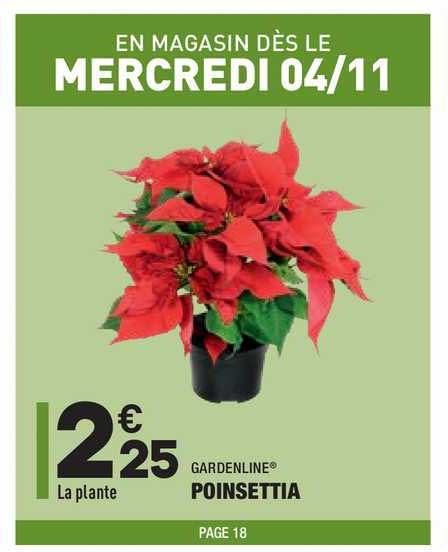 gardenline poinsettia