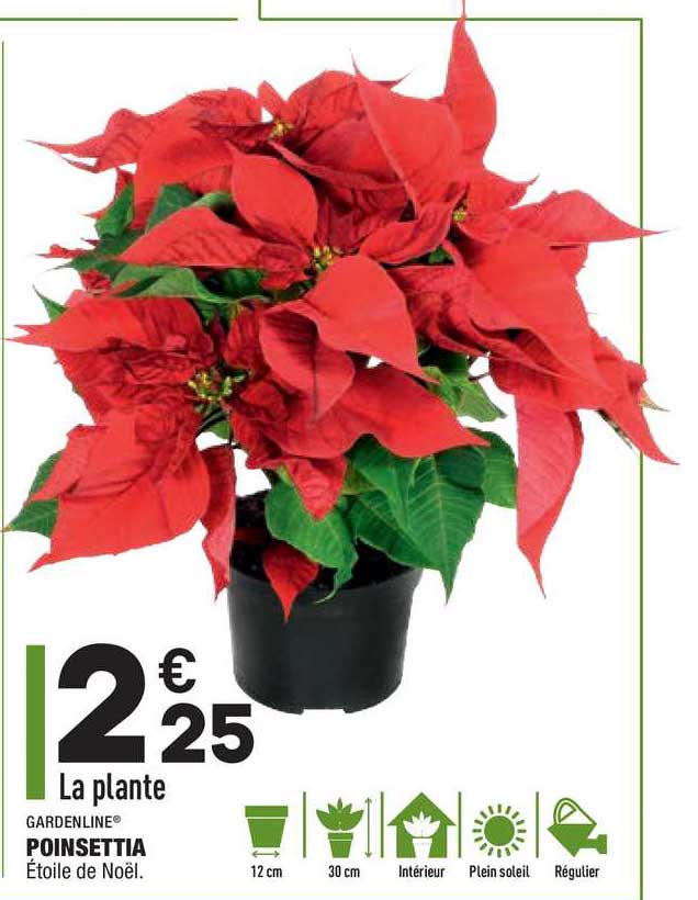 gardenline poinsettia