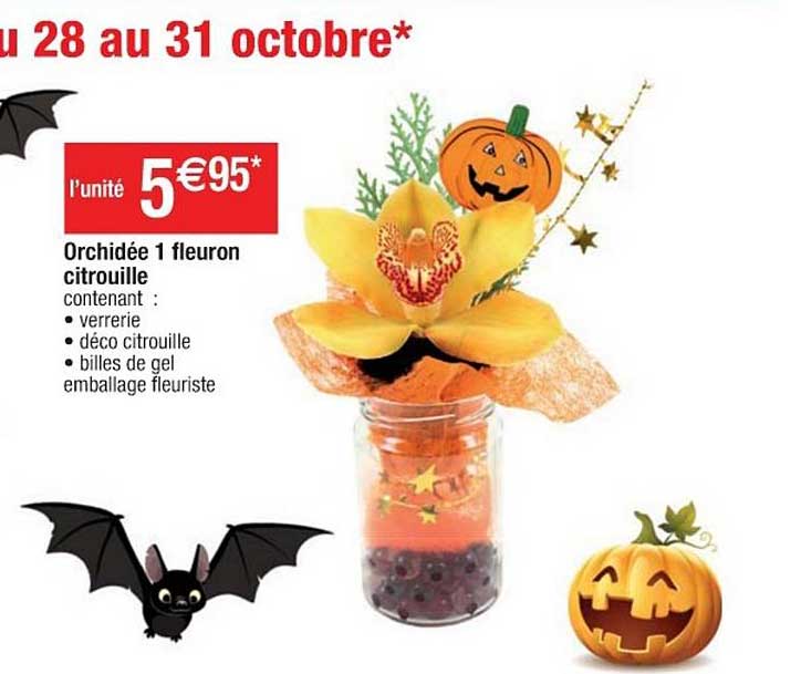 orchidée 1 fleuron citrouille