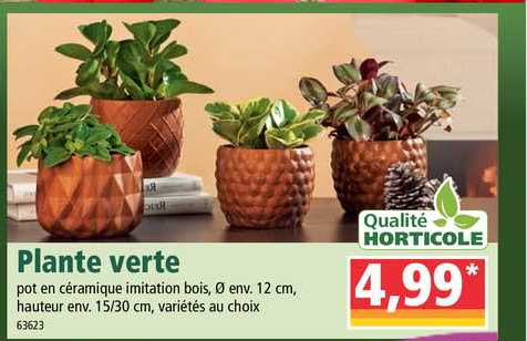 Plante Verte Qualité Horticole