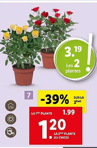 Plantes & Fleurs