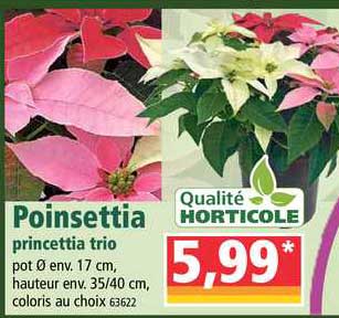 poinsettia princettia trio qualité horticole