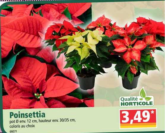 poinsettia qualité horticole