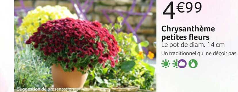 chrysanthème petites fleurs