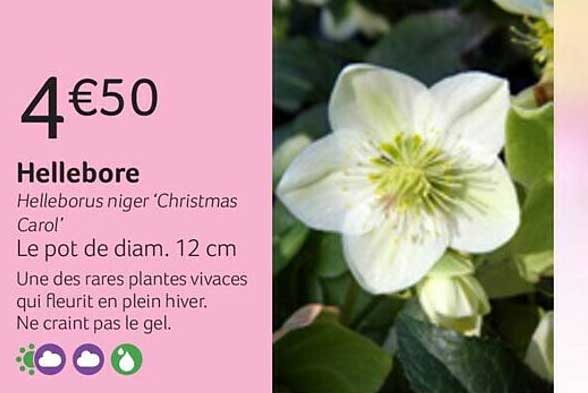 hellebore